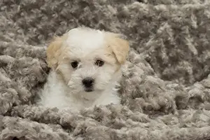 Coton Prints: Picture No. 10898016