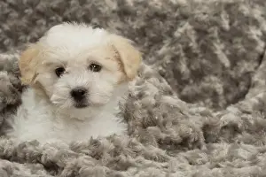 Coton Prints: Picture No. 10898017