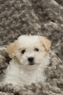 Coton Prints: Picture No. 10898018