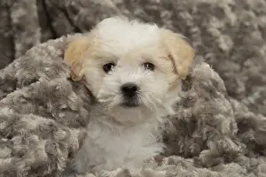 Coton Prints: Picture No. 10898019