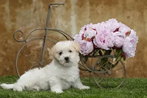 Coton Prints: Picture No. 10898023