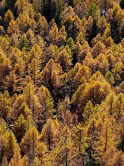 Larch Prints: Picture No. 10898027