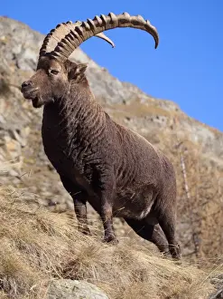 Ibex Prints: Picture No. 10898070