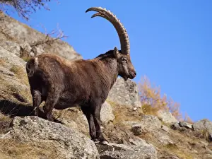 Ibex Prints: Picture No. 10898071