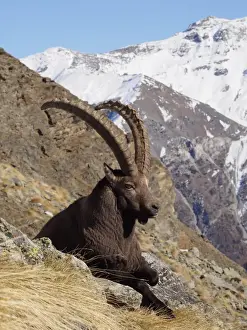 Ibex Prints: Picture No. 10898072