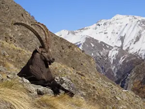 Ibex Prints: Picture No. 10898073