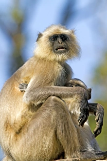 Images Dated 15th December 2011: Picture No. 10898203