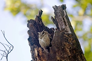 Images Dated 15th December 2011: Picture No. 10898211