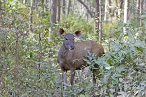 Sambar Prints: Picture No. 10898216