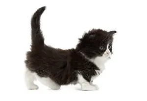 Munchkin Prints: Picture No. 10898222