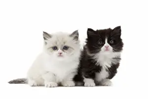 Munchkin Prints: Picture No. 10898223