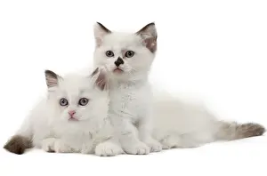 Munchkin Prints: Picture No. 10898224