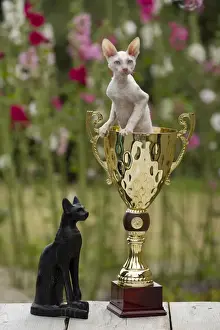 Trophy Prints: Picture No. 10898225