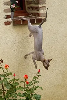 Sphynx Prints: Picture No. 10898234