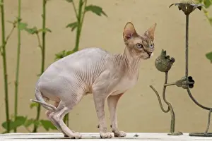 Sphynx Prints: Picture No. 10898235