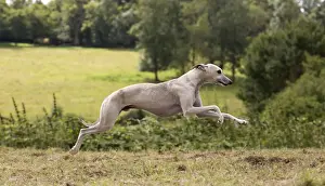 Whippet Prints: Picture No. 10898247