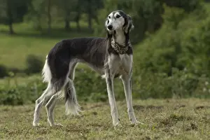 Saluki Prints: Picture No. 10898256