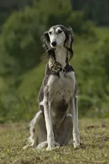 Saluki Prints: Picture No. 10898258