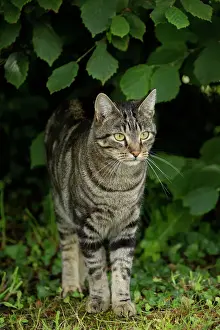 Tabby Prints: Picture No. 10898265