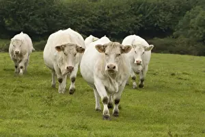 Charolais Prints: Picture No. 10898314