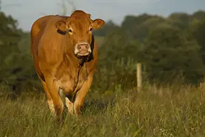 Limousin Prints: Picture No. 10898323