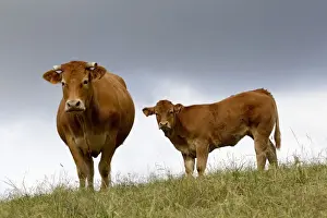 Limousin Prints: Picture No. 10898325
