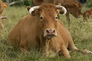 Limousin Prints: Picture No. 10898326