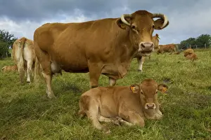 Limousin Prints: Picture No. 10898332
