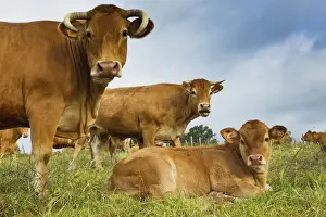 Limousin Prints: Picture No. 10898333