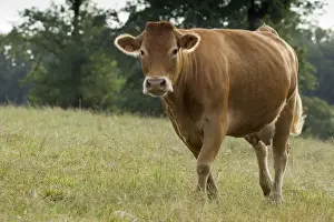 Limousin Prints: Picture No. 10898334