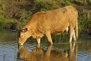 Limousin Prints: Picture No. 10898335
