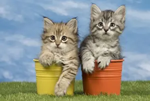 Flowerpots Prints: Picture No. 10898342