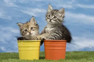 Flowerpots Prints: Picture No. 10898343