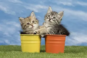 Flowerpots Prints: Picture No. 10898344