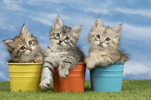 Flowerpots Prints: Picture No. 10898346