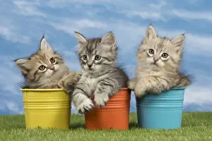 Flowerpots Prints: Picture No. 10898347