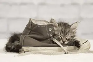 Shoe Prints: Picture No. 10898361