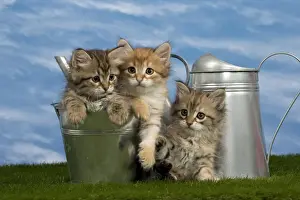 Watering Prints: Picture No. 10898382
