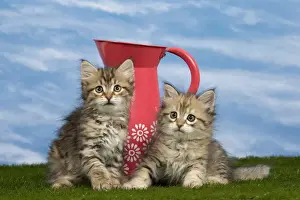 Siberian Prints: Picture No. 10898385