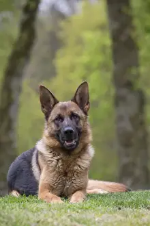 Shepherd Prints: Picture No. 10898388