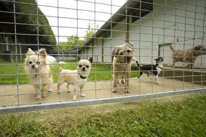 Kennels Prints: Picture No. 10898438