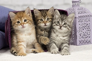 Latest Images Collection: Picture No. 10898451