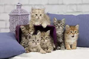Pillows Prints: Picture No. 10898457