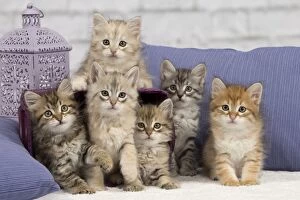Cats Collection: Picture No. 10898459