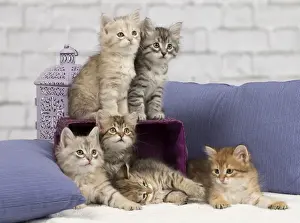 Pillows Prints: Picture No. 10898461