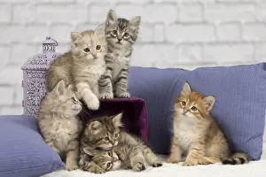 Pillows Prints: Picture No. 10898462