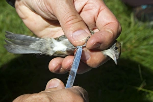 Blackcap Collection: Picture No. 10898497