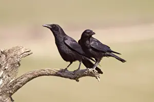 Corvus Prints: Picture No. 10898522