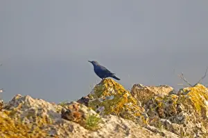 Thrush Prints: Picture No. 10898527
