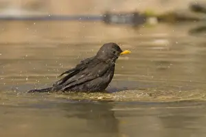 Turdus Prints: Picture No. 10898530